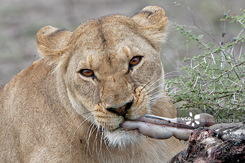 狮子吃食物的特写肖像图片素材