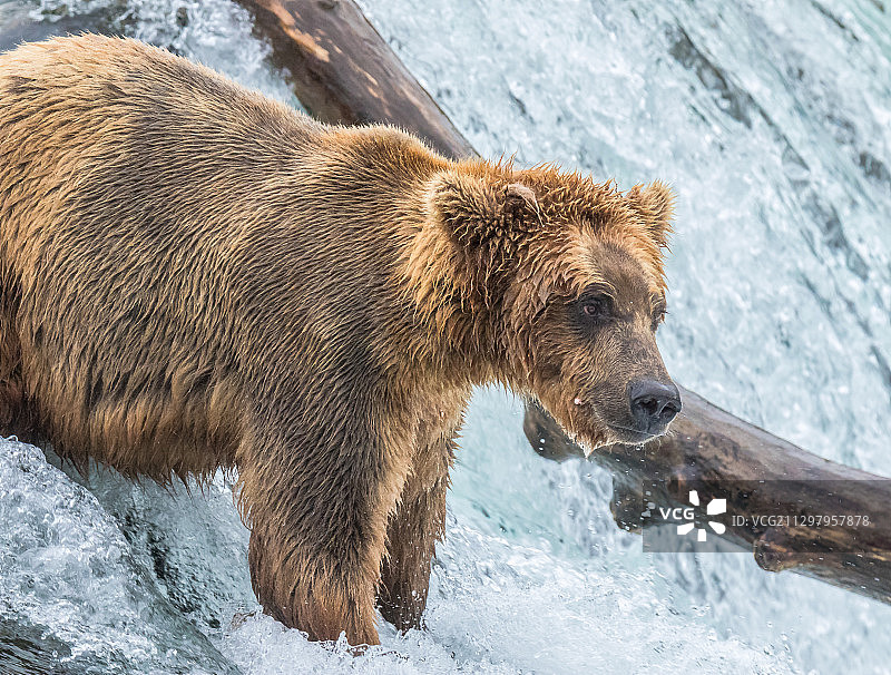 一只红熊正在过河，阿拉斯加，迪林厄姆，美国图片素材