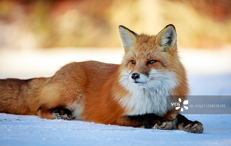狐狸坐在雪地上的肖像，Mattawa，加拿大图片素材