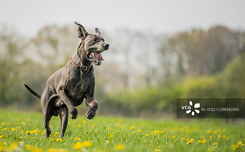 比利时Diepenbeek草地上奔跑的快乐狗图片素材