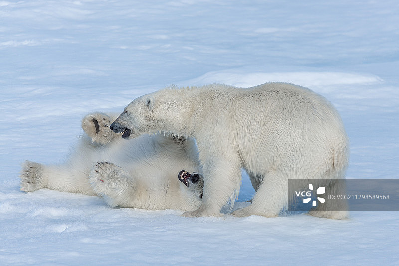两只北极熊在朗伊尔城、斯瓦尔巴特群岛和扬马延群岛玩耍图片素材