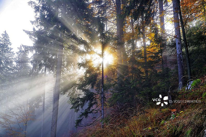 斯洛文尼亚科菲亚洛卡，阳光下的树林图片素材