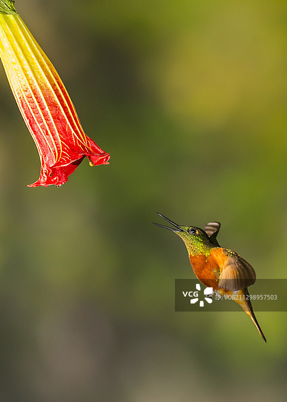 户外蜂鸟的特写，桑戈曲，厄瓜多尔图片素材