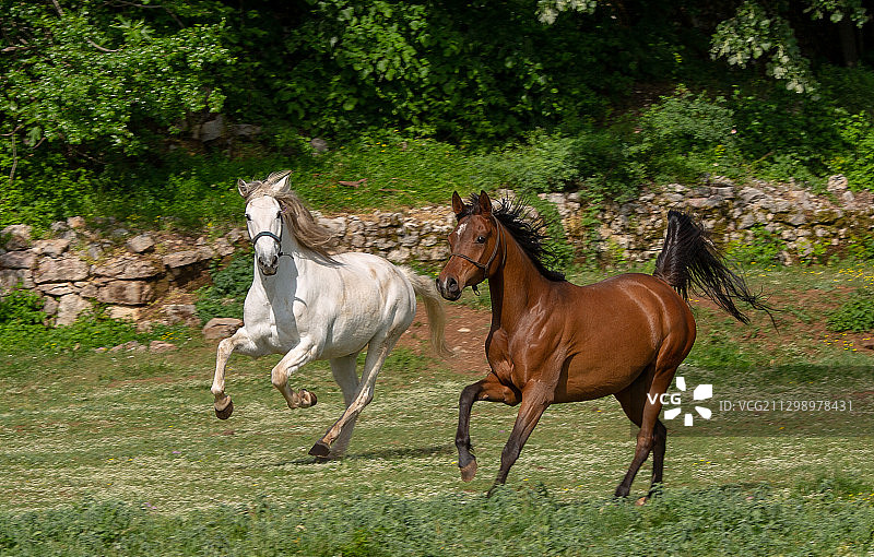 黑山斯普的两匹马在战场上战斗图片素材