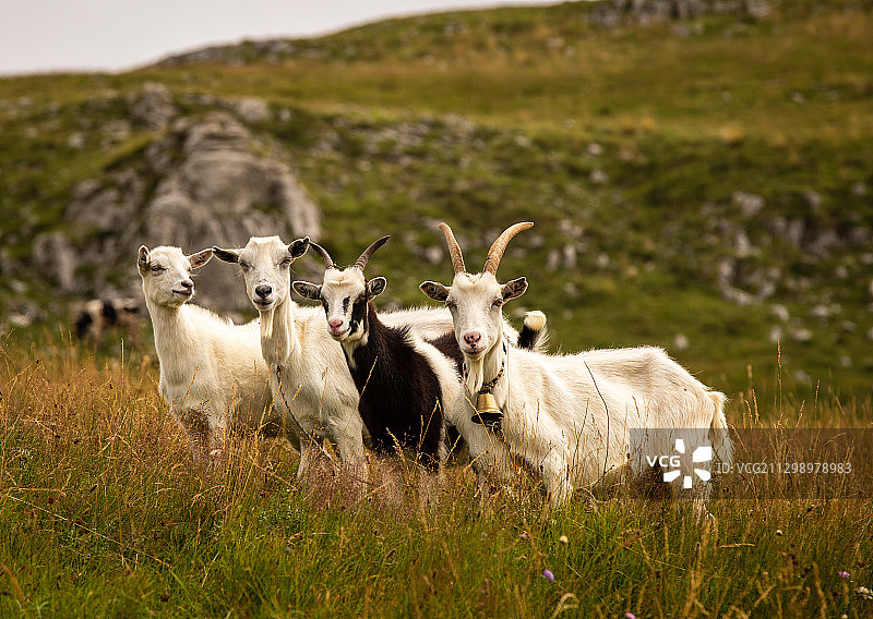 黑山亚夫尼克田野上的奶牛肖像图片素材
