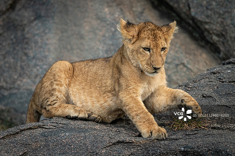 坦桑尼亚穆古穆，坐在岩石上的狮子幼崽的肖像图片素材