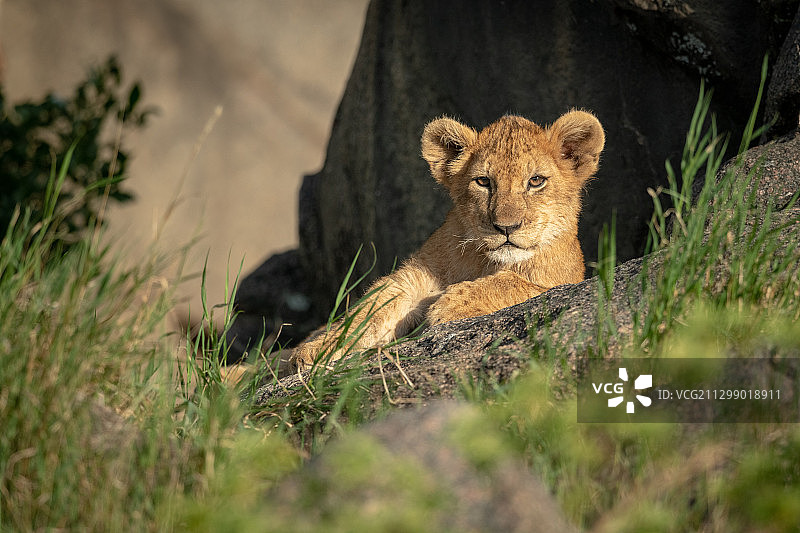 坦桑尼亚穆古穆草地上的狮子幼崽画像图片素材