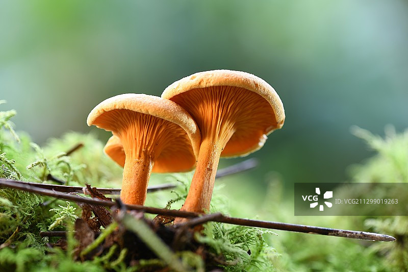 蘑菇生长在田野的特写，蒙卡莱，法国图片素材