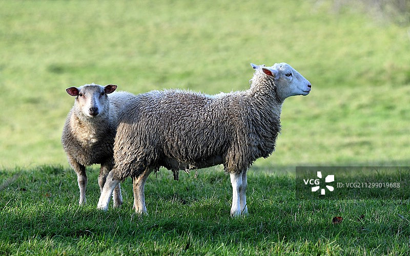 绵羊站在田野上的肖像，加多恩，法国图片素材