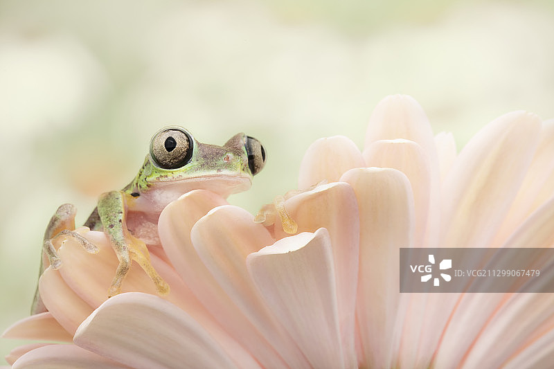 植物上的青蛙特写，广州，美国图片素材