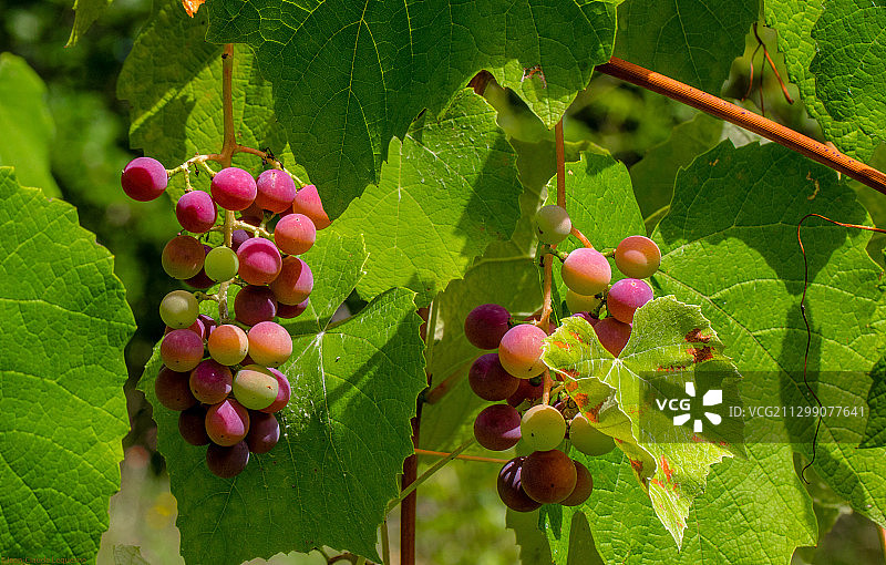 葡萄在树上生长的特写，拉洛克-提姆堡，法国图片素材