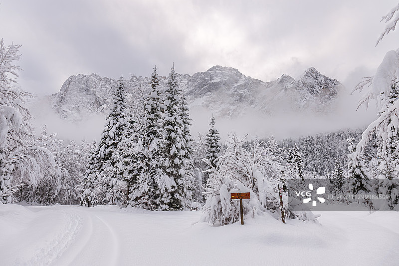 意大利塔维西奥，雪地上的树木图片素材