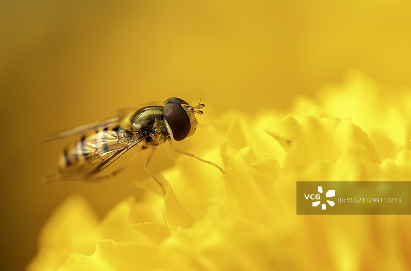 蜜蜂在黄花上授粉的特写，Paltan，孟加拉国图片素材