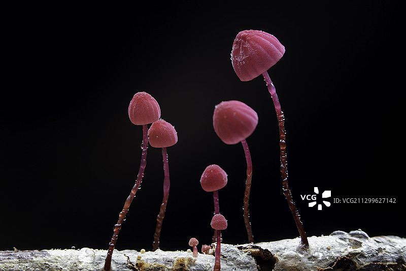 红菌子图片素材