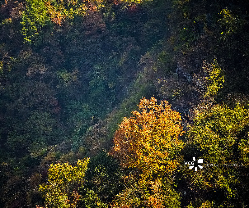 秋天的山间红叶图片素材