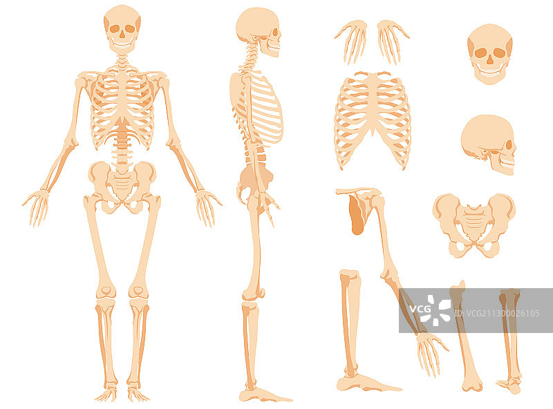 一个人的完整解剖骨架图片素材