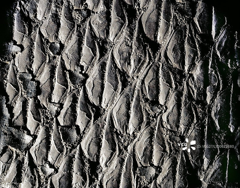 树皮化石图片素材