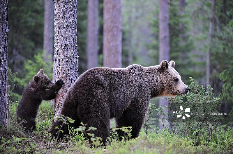 母棕熊(熊arctos)与幼崽在针叶林，卡累利阿，芬兰东部，欧洲图片素材