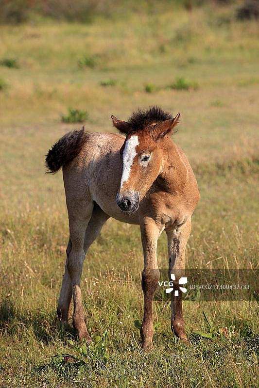 Camargue马(Equus caballus)，小马驹，圣玛丽-德拉-梅尔，法国，欧洲图片素材