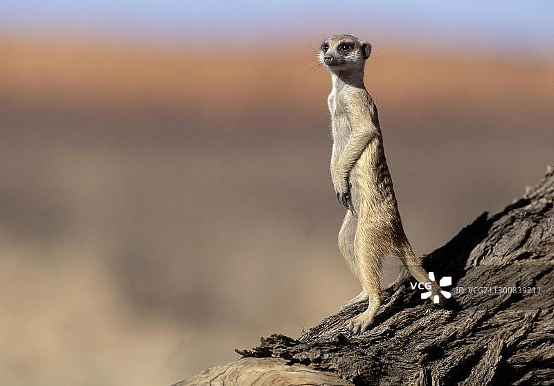 猫鼬(Suricata suricatta)，站岗，卡拉哈里Kgalagadi越境公园，卡拉哈里，南非，非洲图片素材