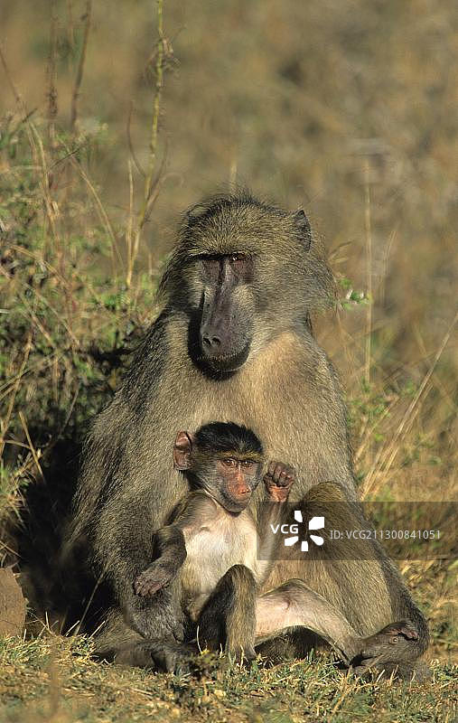 南非克鲁格国家公园，成年和幼小的羚羊狒狒图片素材