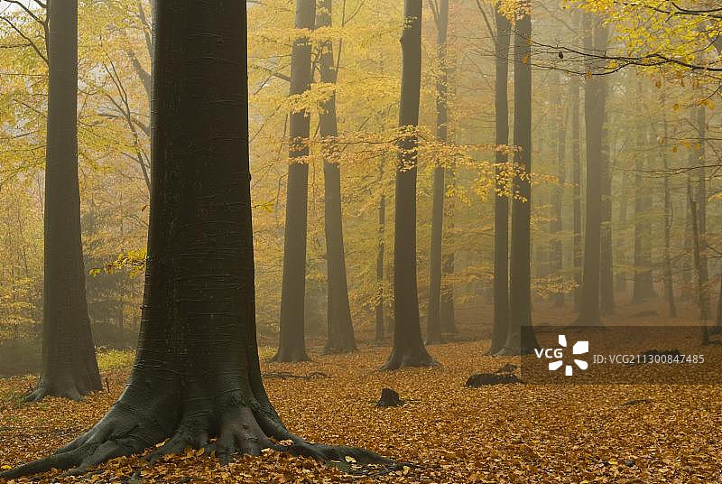 雾蒙蒙的山毛榉林，伍珀塔尔，北莱茵威斯特伐利亚，德国，欧洲图片素材