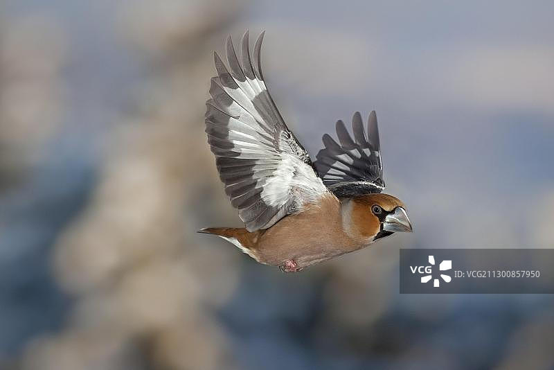 在冬天飞行的Hawfinch (coccothrastes coccothrastes图片素材
