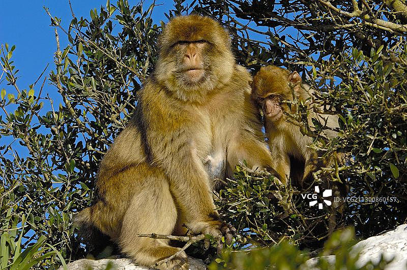 北非猕猴(猕猴)，直布罗陀，欧洲图片素材