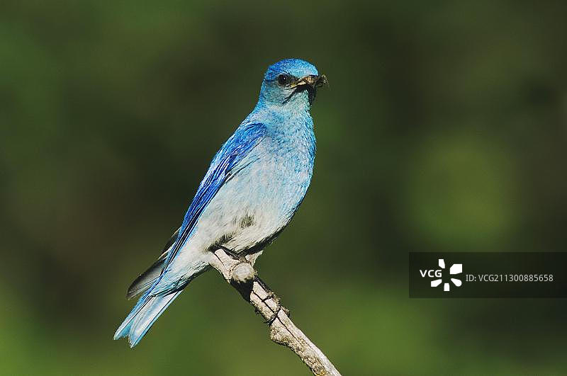 山蓝鸟(Sialia currucoides)，成年雄性与猎物，落基山国家公园，科罗拉多州，美国，北美图片素材