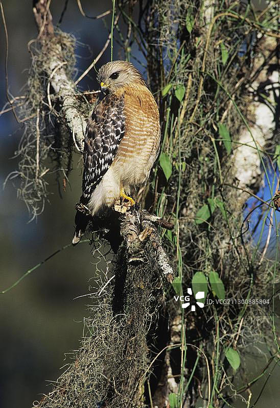 红肩鹰，成年栖息在长满苔藓的树上，Corkscrew沼泽保护区，佛罗里达，美国，北美图片素材
