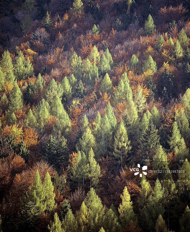 秋季的混交林，落叶松和山毛榉图片素材