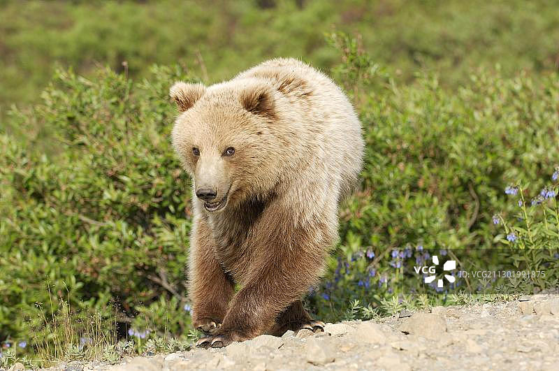 棕熊穿过Denali国家公园，阿拉斯加，美国，北美图片素材