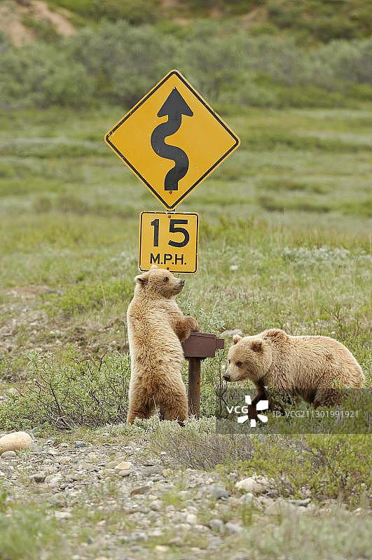 棕熊幼崽正在调查路标，德纳里国家公园，阿拉斯加，美国，北美图片素材