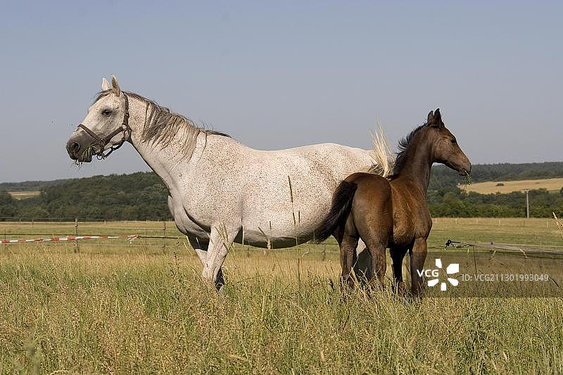 白色母马和她的棕色小马驹站在草地上，德国，欧洲图片素材