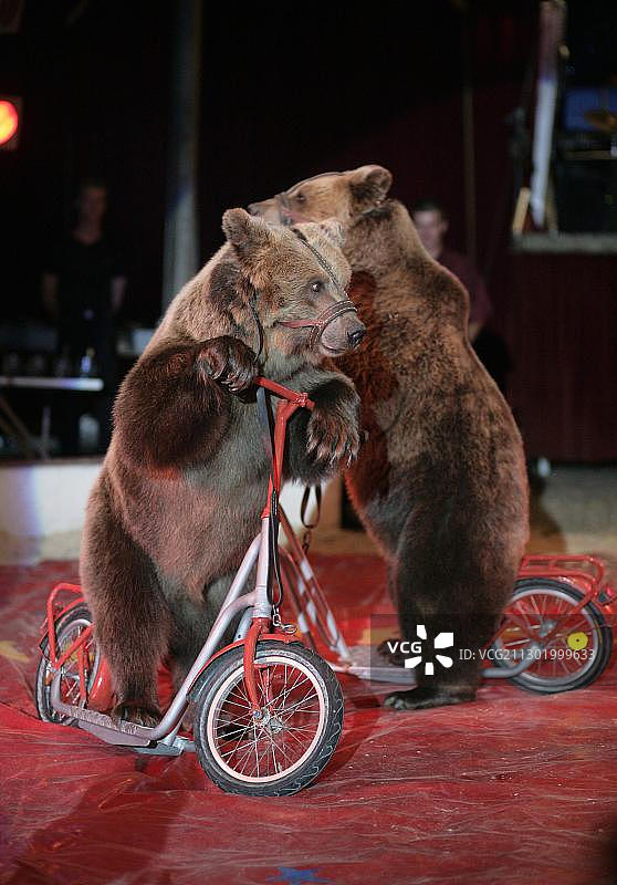 两只棕熊(小熊)骑着踏板车在crus Renz。图片素材