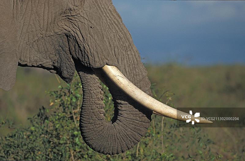 大象(非洲象)，安博塞利NP，肯尼亚，非洲图片素材