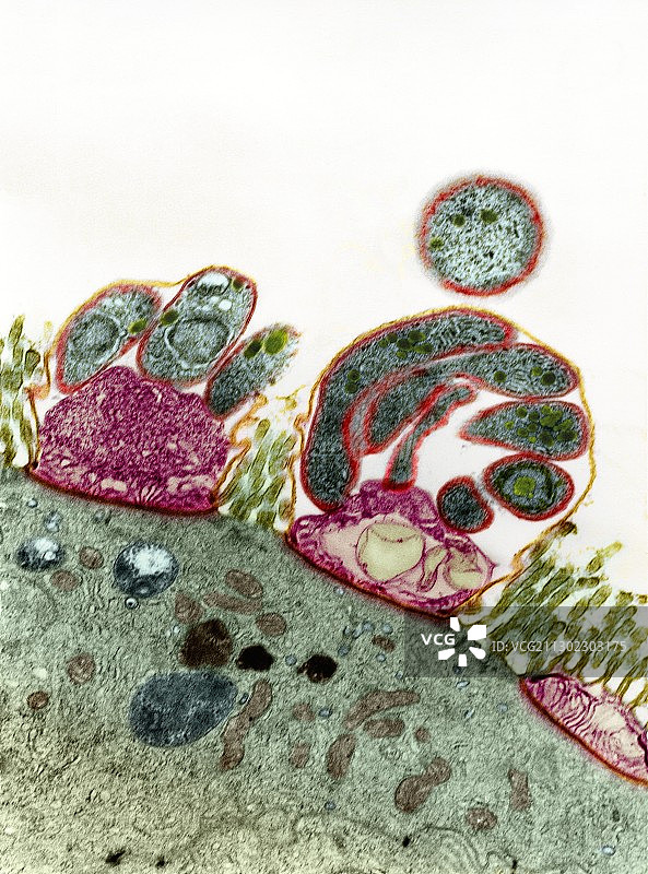 肠道原生动物寄生虫，TEM图片素材