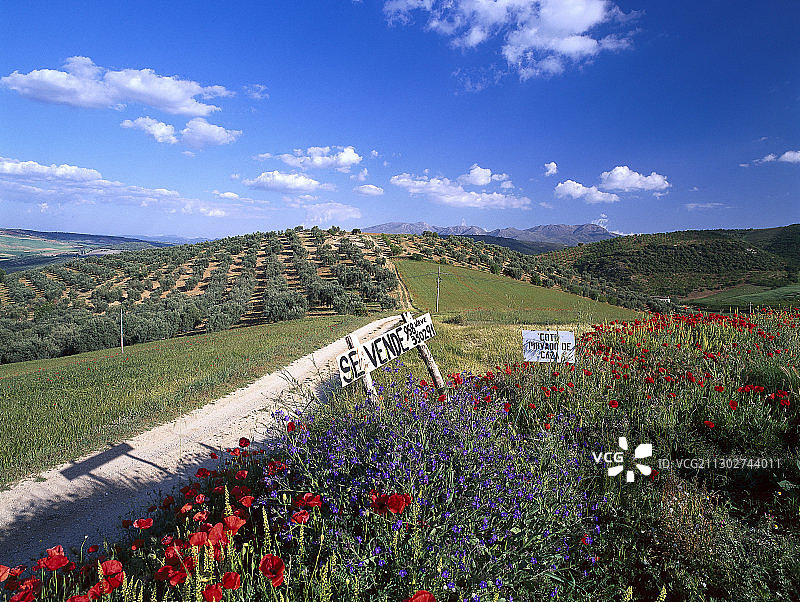 罂粟和田园诗般的丘陵景观，蒙特弗里奥村，省格拉纳达，西班牙，欧洲图片素材