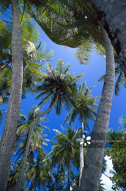 椰子树，多巴哥，西印度群岛，加勒比海图片素材