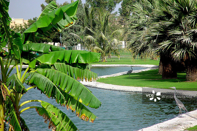 池塘与棕榈树和苍鹭在萨法公园，迪拜，阿联酋，阿拉伯联合酋长国，中东，亚洲图片素材