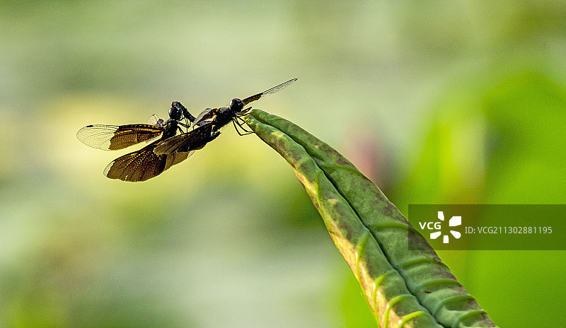 《共度幸福时光》一对结婚的黑蜻蜓把的荷尖当新房共度幸福时光。图片素材
