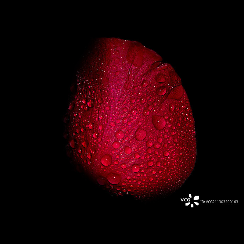 黑色背景下的湿红玫瑰特写图片素材