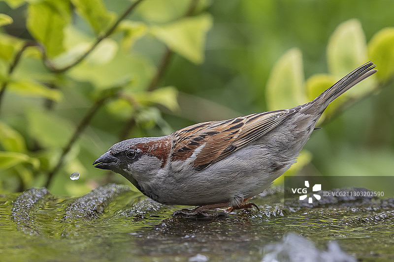 鸟栖息在水面上的特写，沙根，荷兰图片素材