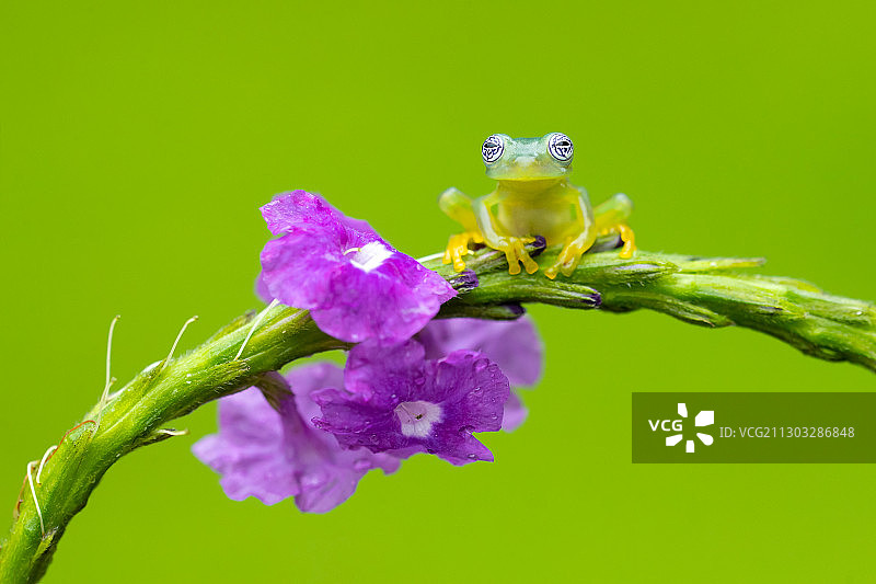 青蛙上的紫花特写，卡塔戈省，哥斯达黎加图片素材