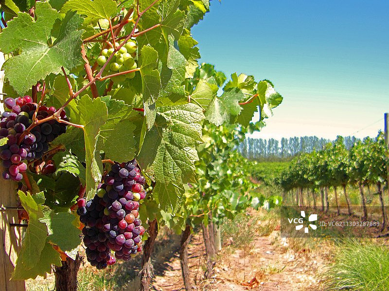 阿根廷葡萄园葡萄生长的特写图片素材