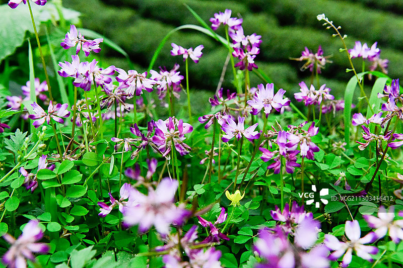 大自然中的紫云英花朵图片素材