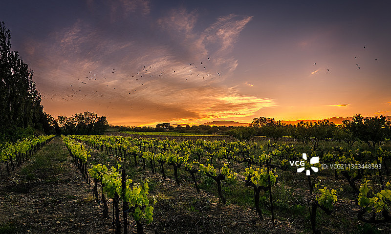 法国日落时，葡萄园的风景图片素材