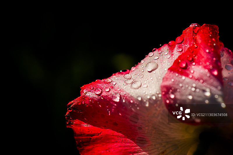 湿红玫瑰花的特写，哈斯克尔，德克萨斯州，美国，美国图片素材