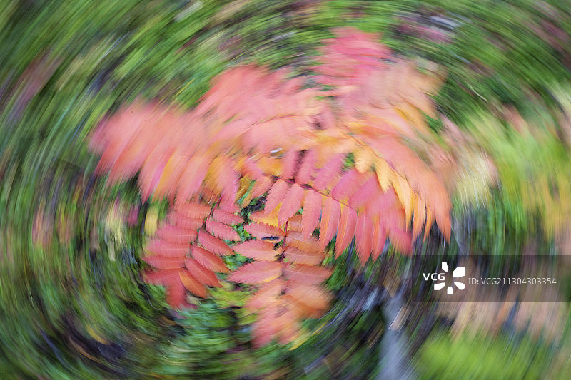 Rowan或山梣木，Sorbus aucuparia, Abisko国家公园，Norrbotten，拉普兰，瑞典图片素材