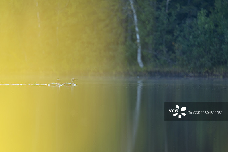 黑喉潜鸟，加维亚北极，卡利克斯，瑞典诺博顿图片素材
